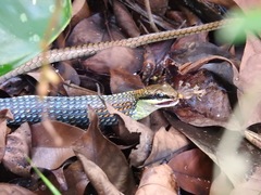 Dendrelaphis kopsteini