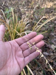 Diarrhena obovata