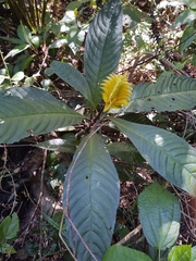 Aphelandra squarrosa