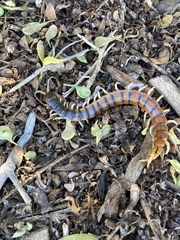 Scolopendra polymorpha