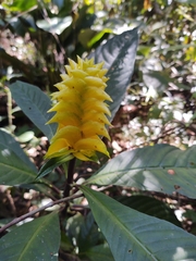 Aphelandra squarrosa