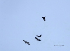 Accipiter gentilis
