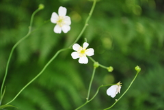 Ranunculus aconitifolius