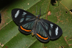 Dioptis