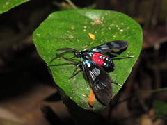 Cosmosoma regia