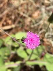 Emilia sonchifolia image