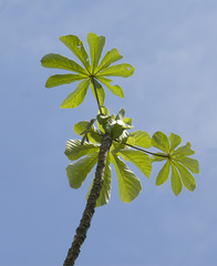Cecropia pachystachya