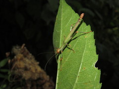 Damasippus