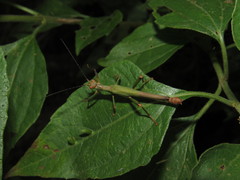 Damasippus