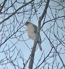 Accipiter cooperii