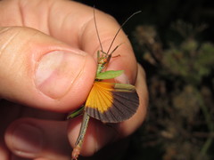 Damasippus