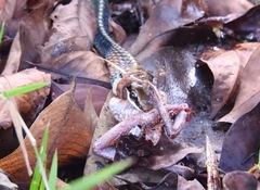 Dendrelaphis kopsteini