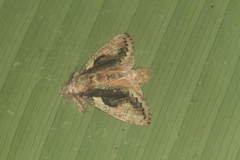 Farigia gamarra