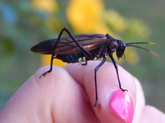 Scaphura elegans