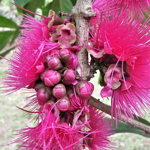Syzygium malaccense