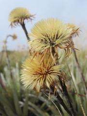 Celmisia semicordata