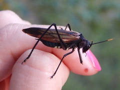 Scaphura elegans