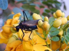 Scaphura elegans