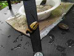 Eunyctibora nigrocincta