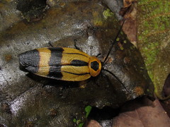 Eunyctibora nigrocincta