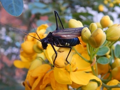 Scaphura elegans