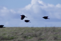 Agelaius phoeniceus mailliardorum