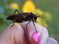 Scaphura elegans