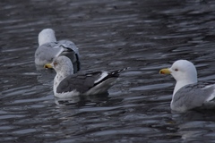 Larus fuscus