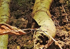 Catasticta flisa noakesi