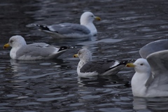 Larus fuscus