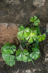 Actiniopteris semiflabellata