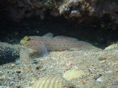Gobius xanthocephalus