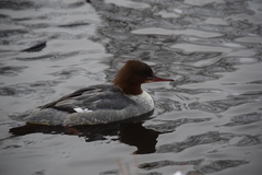 Mergus merganser