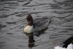 Mergus merganser