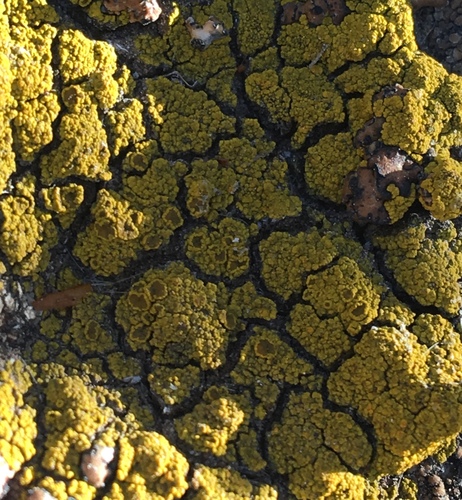 Candelariella rosulans image