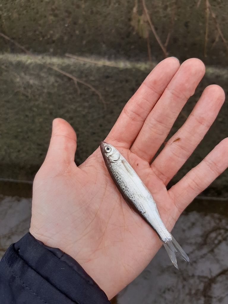 South European nase (Protochondrostoma genei) — Cyprinidae