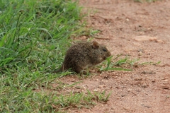 Arvicanthis niloticus