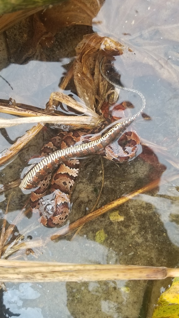 Florida Water Snake