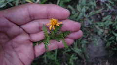 Chrysactinia pinnata