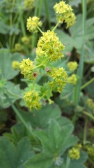 Alchemilla