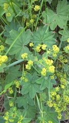 Alchemilla