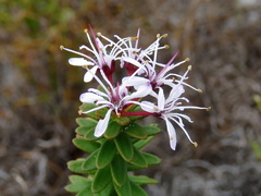 Agathosma lanceolata
