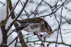 Turdus pilaris
