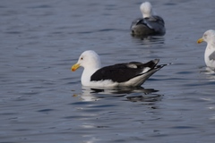 Larus marinus
