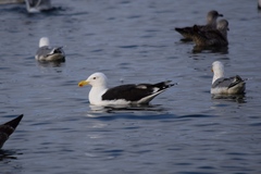 Larus marinus