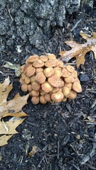 Desarmillaria caespitosa image
