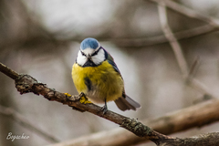 Cyanistes caeruleus