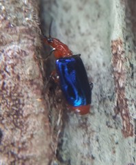 Cryptobatis chontalensis