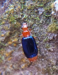 Cryptobatis chontalensis