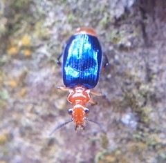 Cryptobatis chontalensis